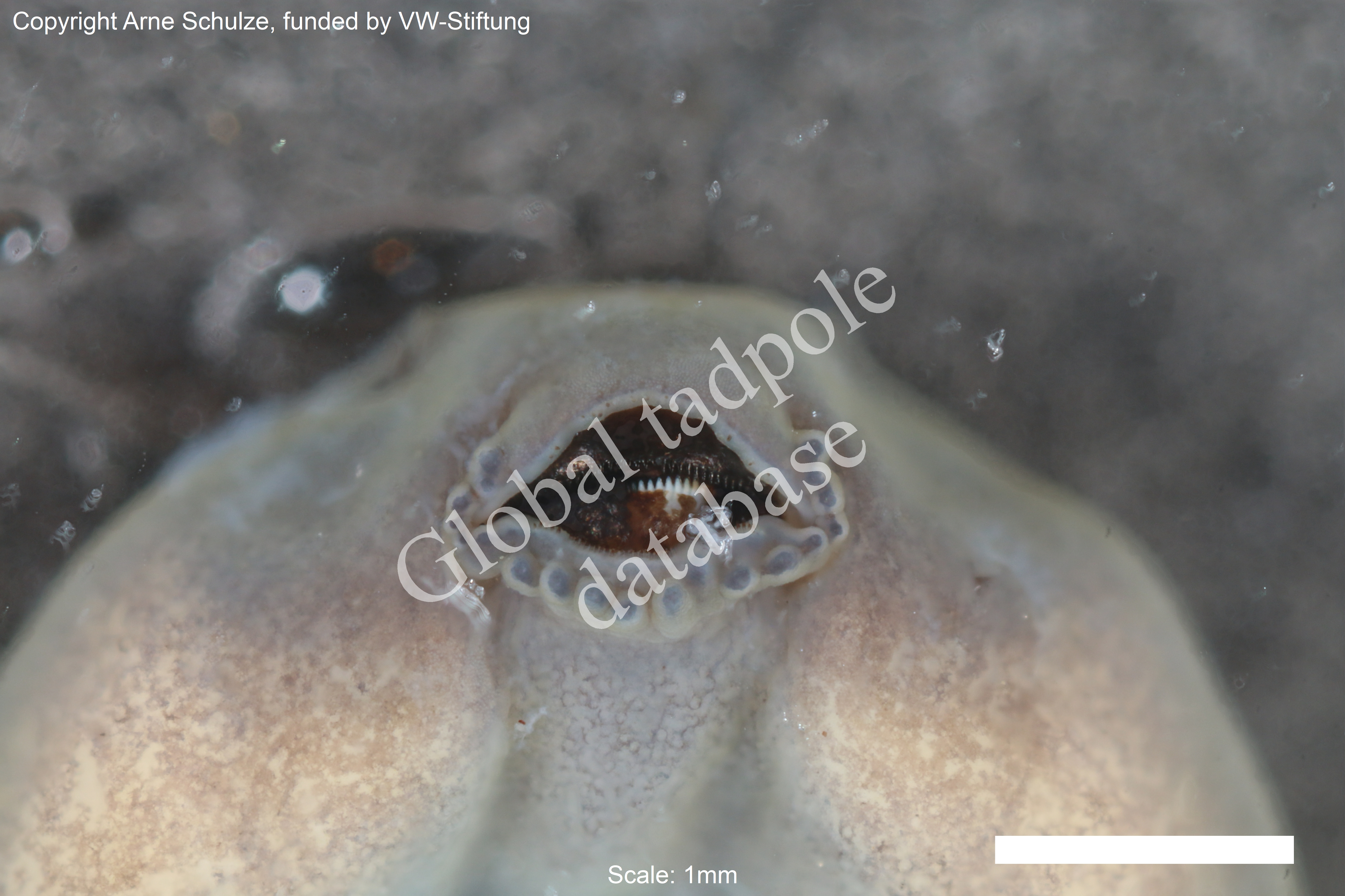 Sorry, no picture available